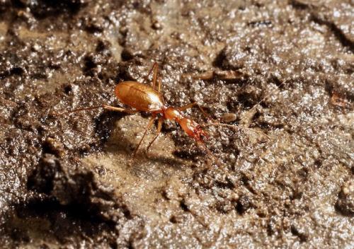 Réf. 292 017 : Aphaenops ochsi reymondi